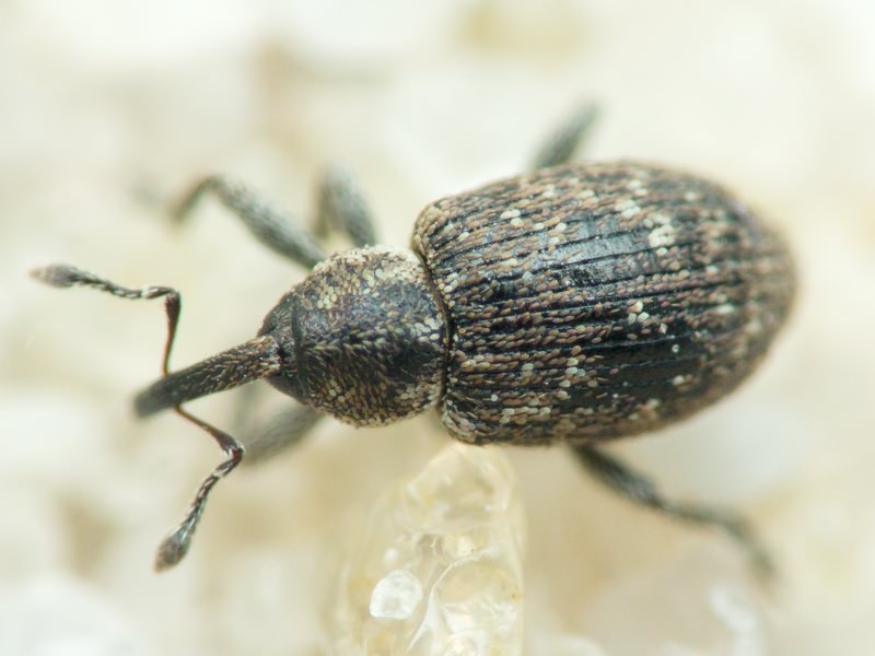 Smicronyx jungermanniae (Reich, 1797)